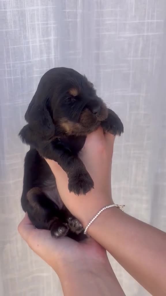 Cocker Spaniel dogs for sale: Show Type Cocker Spaniel Pups 🐶😍 - Video 2