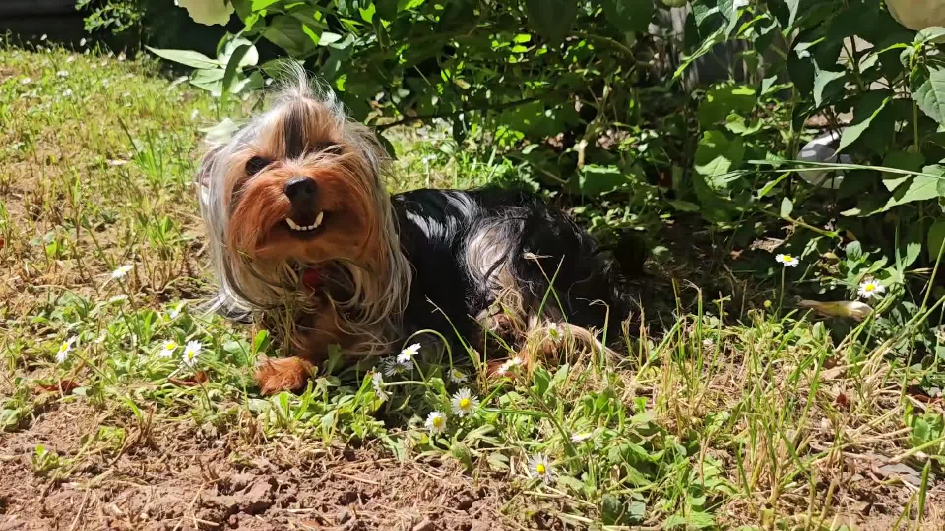 Yorkshire Terrier dogs for stud: Tiny Miniature Experienced Yorkshire Terrier Stud  - Video 2
