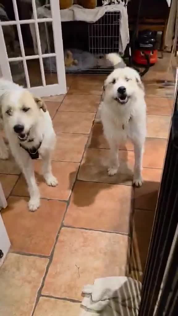 Mixed Breed dogs for adoption: Harley 💙 ( & brother Hershey )  - Video 5