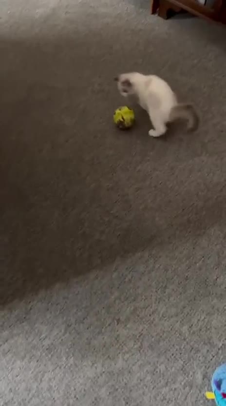 Ragdoll cats for sale: NEW LITTER AVAILABLE Ragdoll Kittens💙💕💙💕  - Video 3