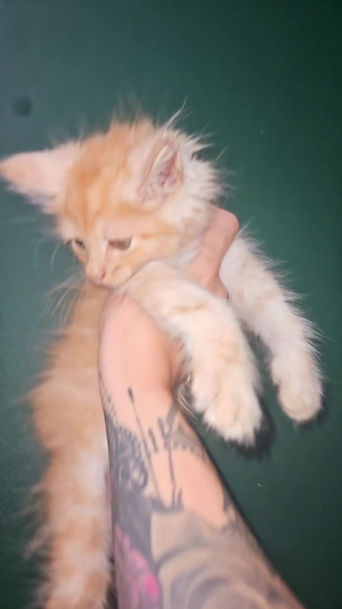 Maine Coon cats for sale: 2 purebred male mainecoons  - Video 1