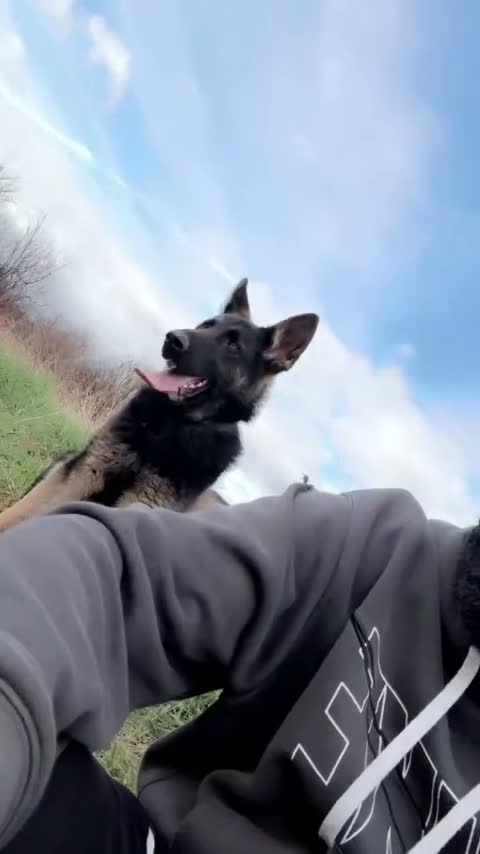 German Shepherd dogs for sale: German shepherd dog  - Video 1