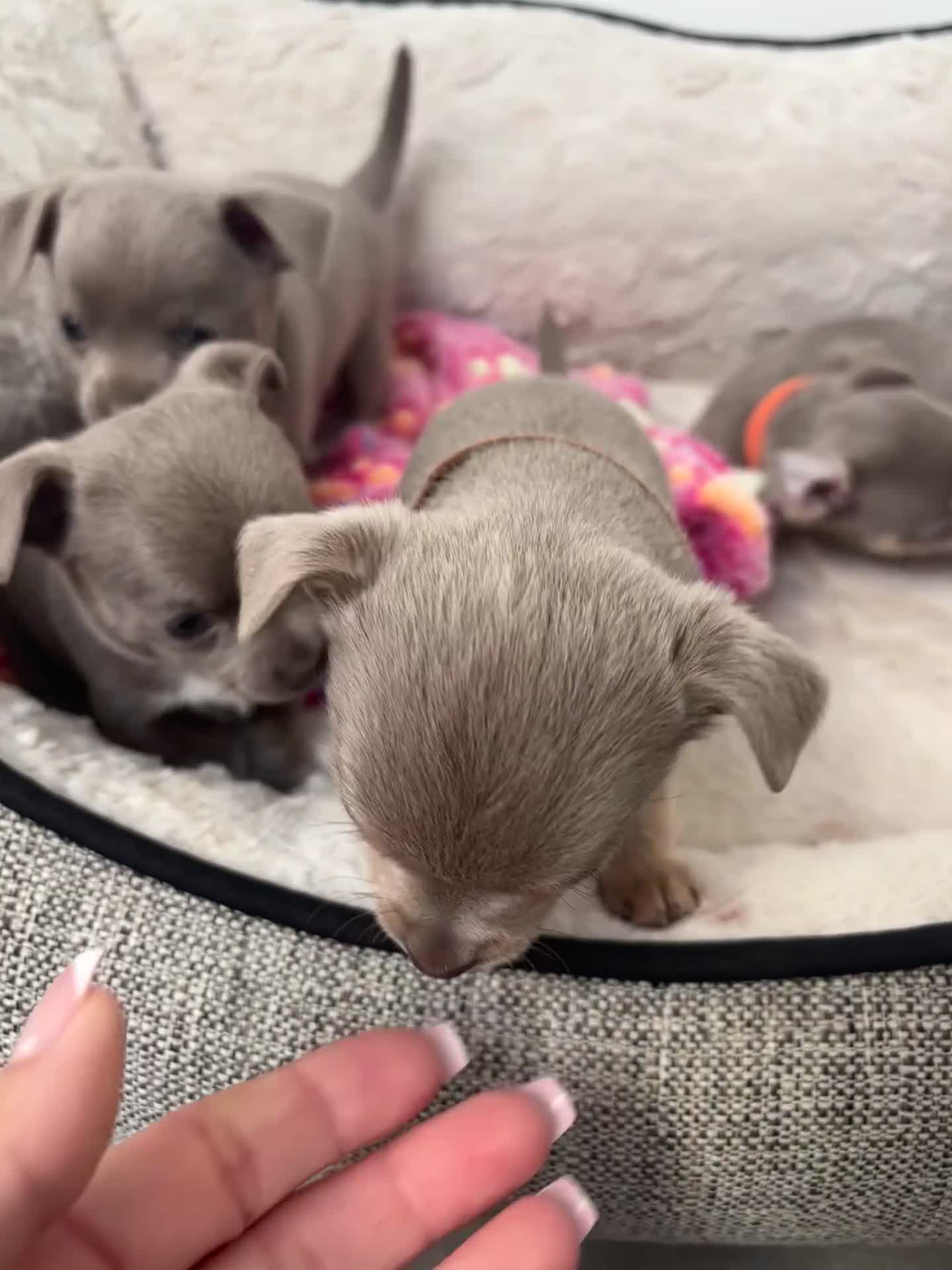 Chihuahua dogs for sale: Chihuahua pups ready for a new home  - Video 1
