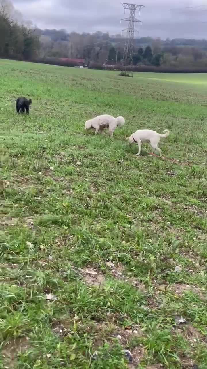 Mixed Breed dogs for adoption: Miss Archer is looking for her forever home  - Video 2