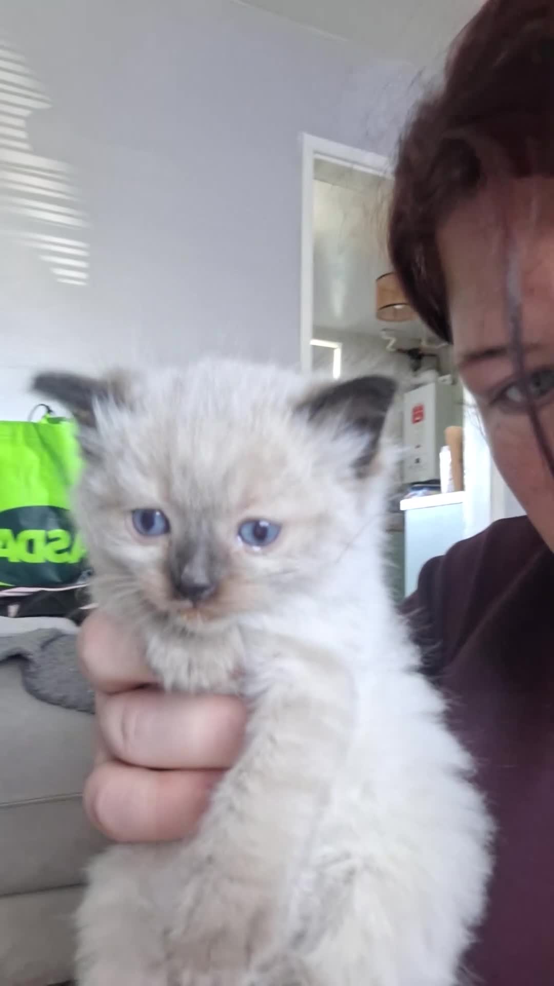 Ragamese cats for sale: Ragamese kittens  - Video 1