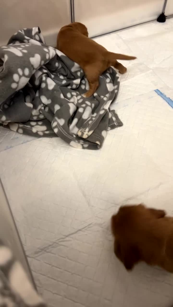 Cockalier dogs for sale: 2 female cockalier puppies  - Video 1