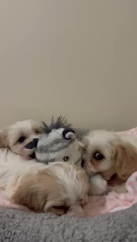 Cavachon dogs for sale: Cavachon Puppies  - Video 2