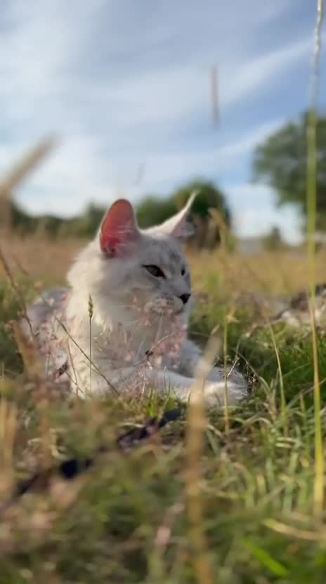 Maine Coon cats for sale: Stunning Smoke Maine Coon Kittens⭐ - Video 2