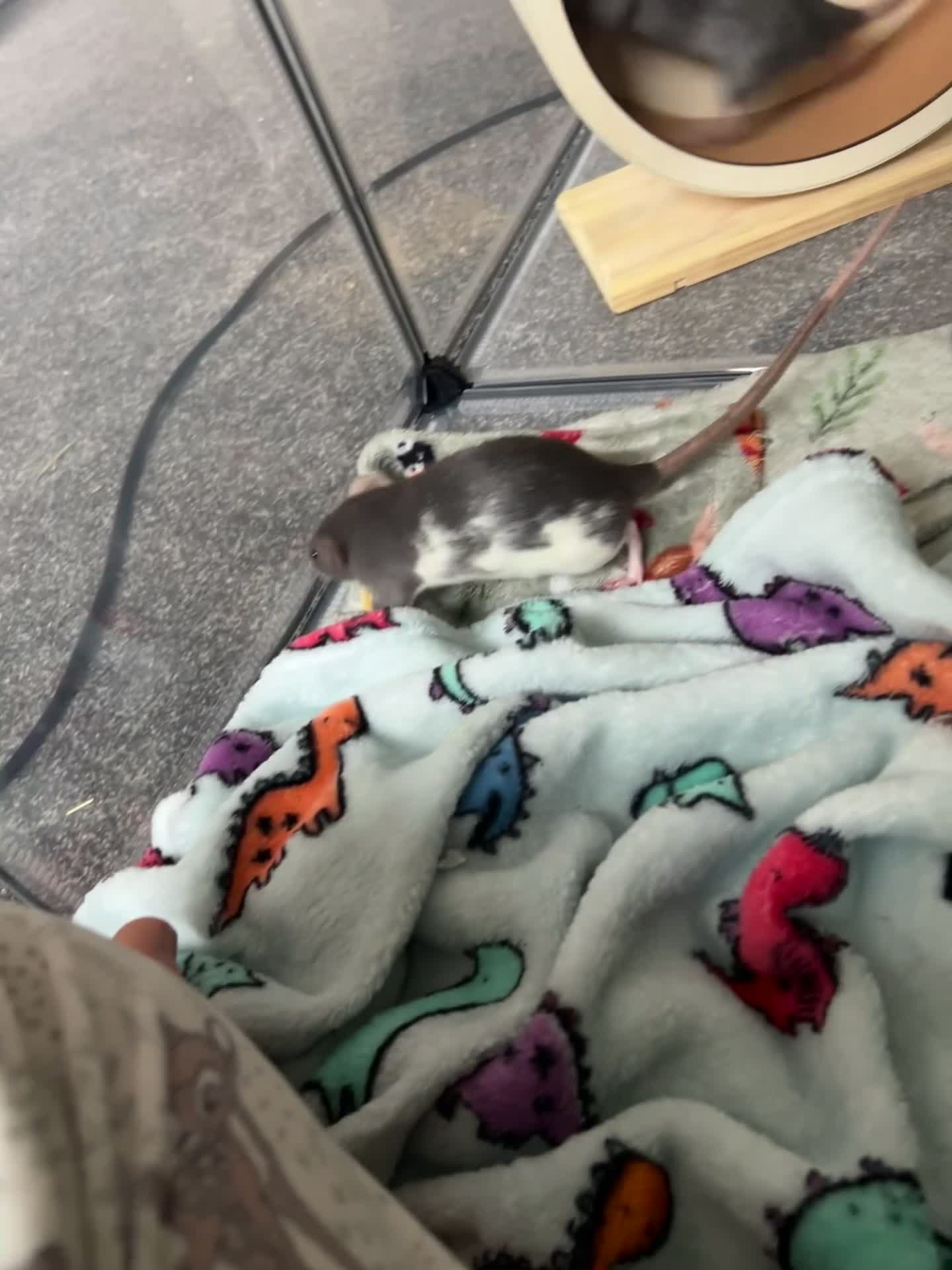 Rat rodents for sale: Female Fancy Rats For Sale in Rotherham - Video 1