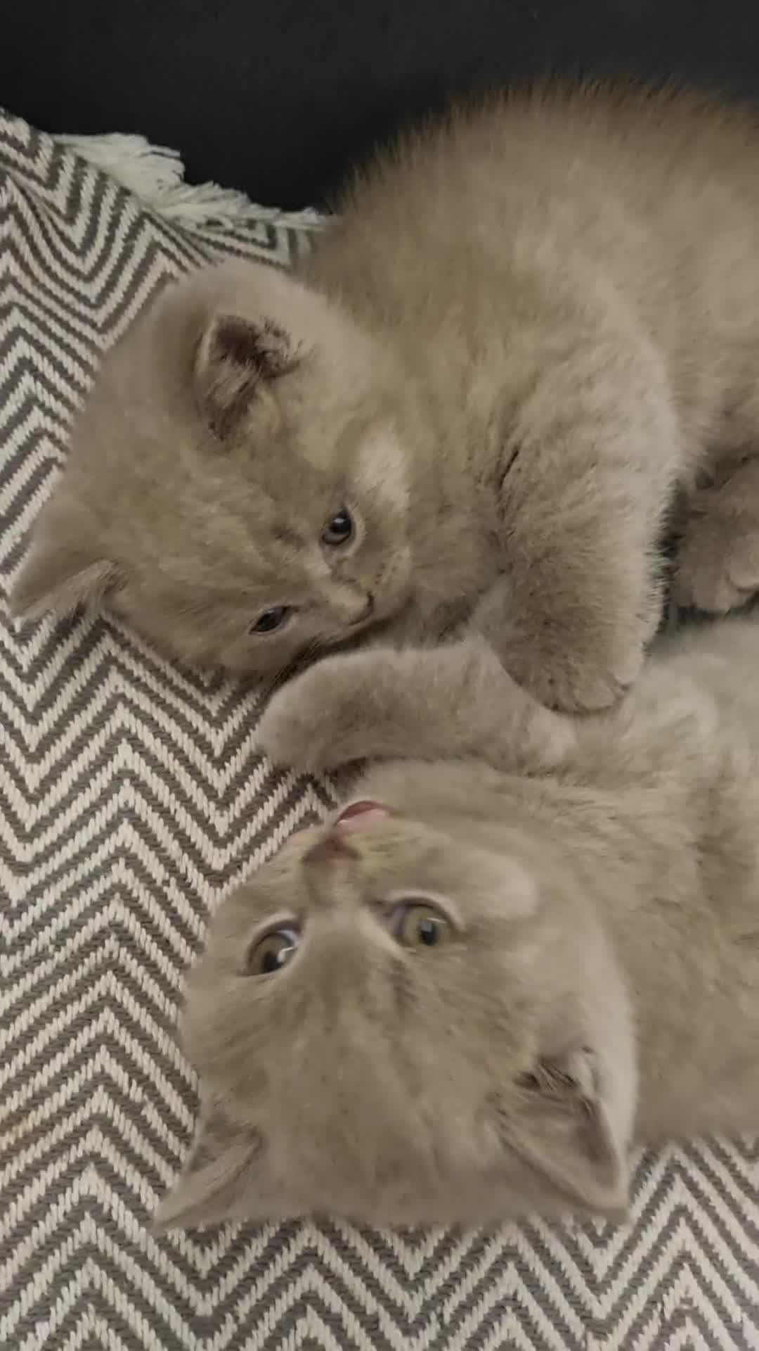 Scottish Fold cats for sale: Last Scottish fold kitten!  - Video 1
