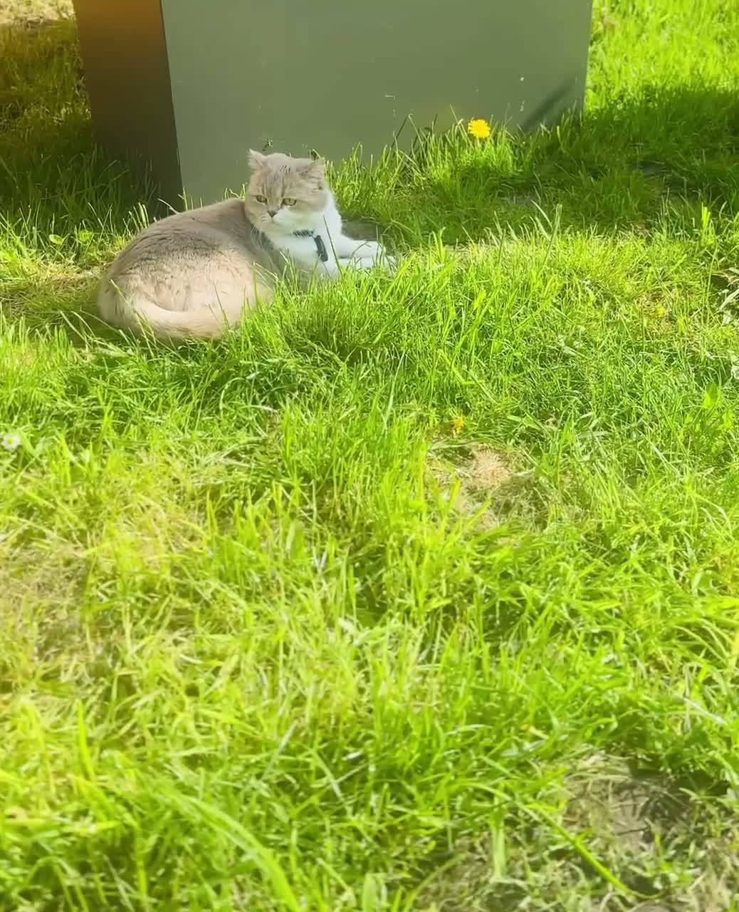 Scottish Fold cats for sale: Scottish Fold Cat Looking for a Loving Home  - Video 1
