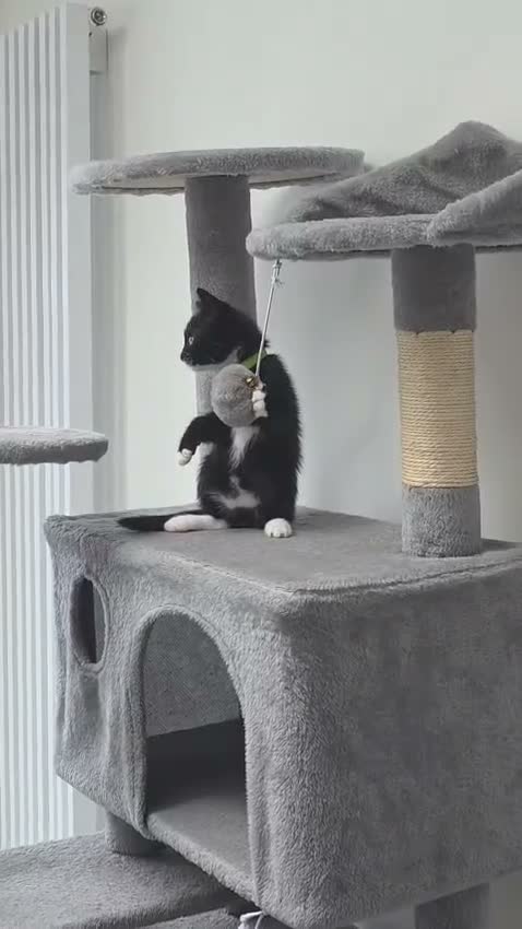 British Shorthair cats for sale: Gorgeous BSH cross Black & White Kittens  - Video 1
