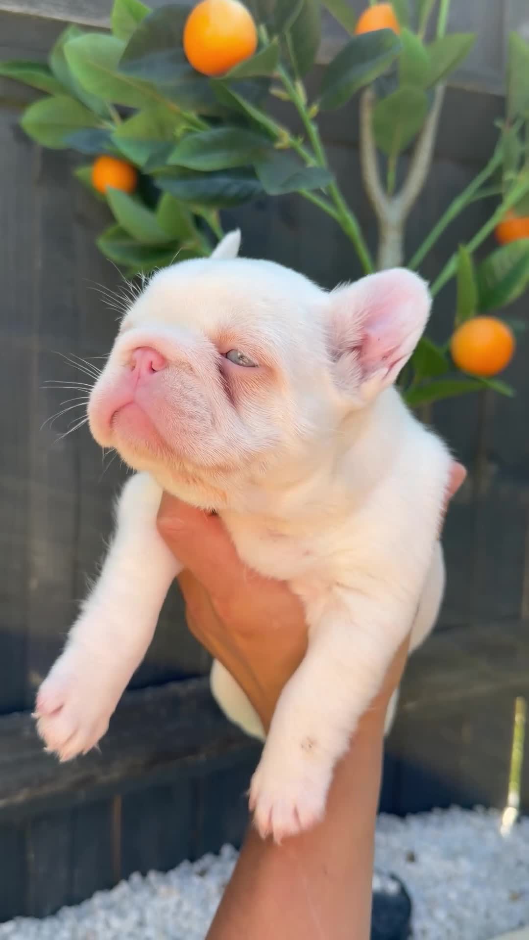 French Bulldog dogs for sale: VISUAL PINK PLATNIUM MERLE FEMALE PUPPIES - Video 2