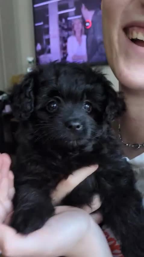 Pomapoo dogs for sale: Gorgeous Pomapoo puppies, 1st vaccination  - Video 1