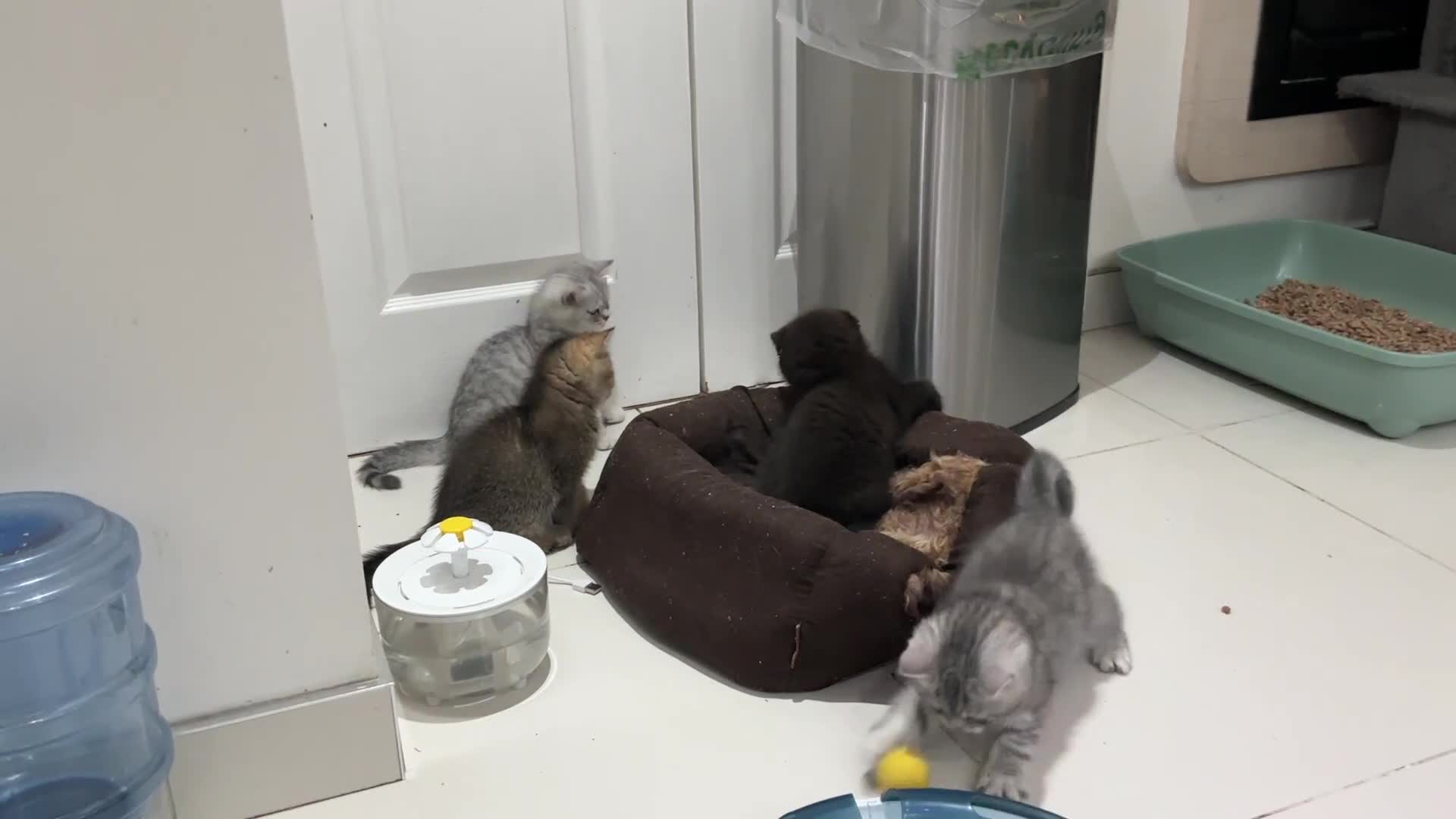 British Shorthair cats for sale: Fabulous colours playful healthy BSH kittens, rare - Video 5