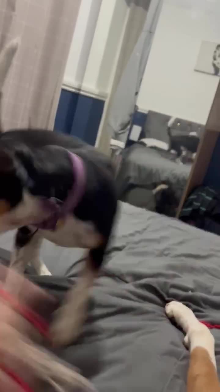 Beagle dogs for adoption: Bonnie needs her forever home  - Video 1
