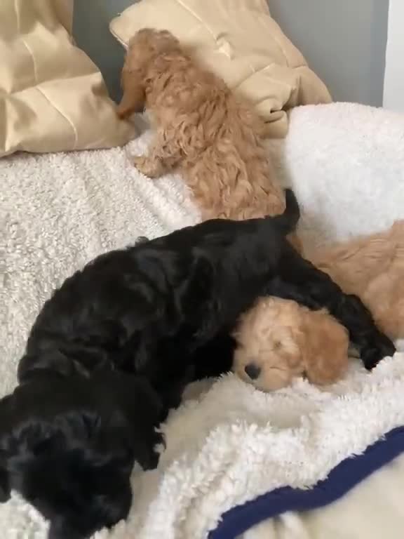 Mixed Breed dogs for sale: Beautiful Cava-Cockapoo puppies…. in Basingstoke - Video 1
