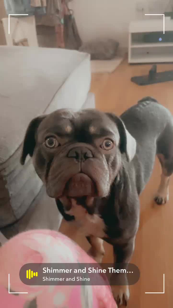 French Bulldog dogs for sale: Hi meet pablo - Video 1