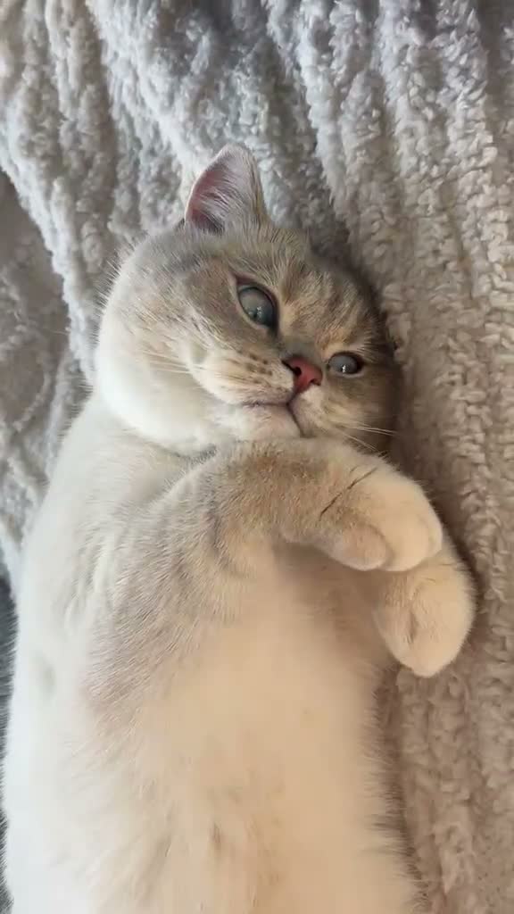 British Shorthair cats for sale: Twins British shorthair  Male Cats Price Negotiabl - Video 1