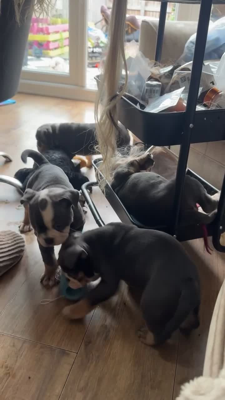 Dorset Olde Tyme Bulldogge dogs for sale: Old tyme bulldog puppies ready to go.  in Sandbach - Video 4