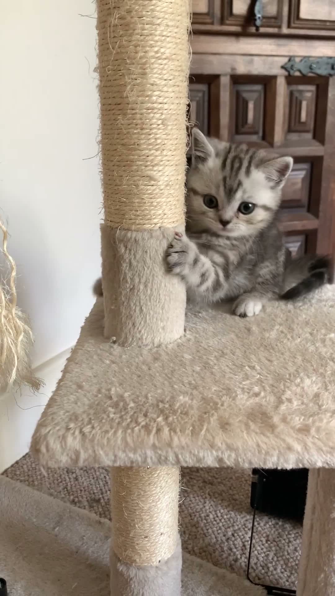 British Shorthair cats for sale: British short hair kittens  - Video 1