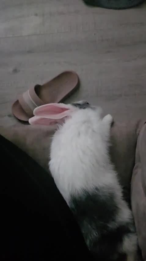 Mixed Breed rabbits for sale: Beautiful hand reared rabbit  - Video 1