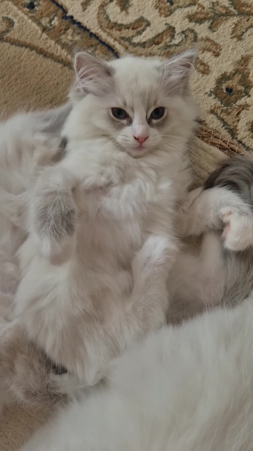 Ragdoll cats for sale: Ragdoll kittens looking for their forever home - Video 1