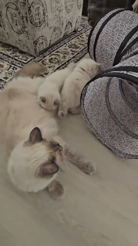 Ragdoll cats for sale: Champion Line Purebred Blue Point Mitted Ragdolls - Video 1