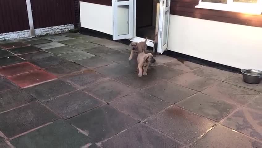 Boerboel dogs for sale: QUALITY NABBR REGISTERED PUPS!  - Video 5