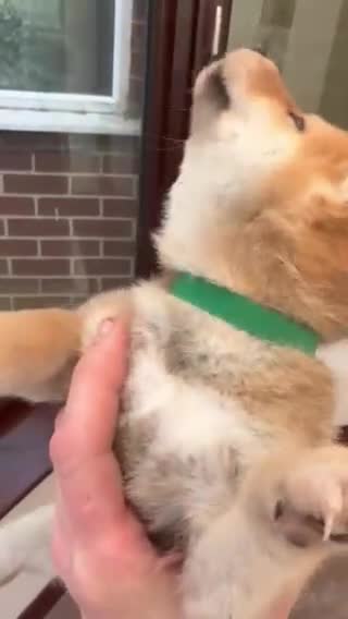 Japanese Shiba Inu dogs for sale: Shiba Inu Full Pedigree Puppies - Video 2