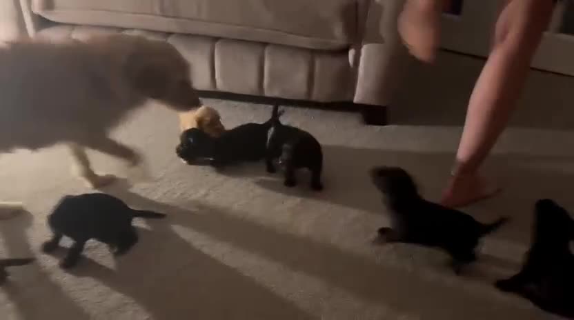 Mixed Breed dogs for sale: Beautiful Labradoodle x Cocker Spaniel Puppies - Video 1