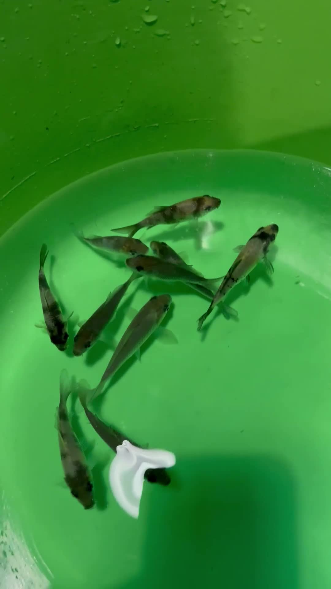 Koi Carp fish for sale: Koi carp for sale  - Video 1