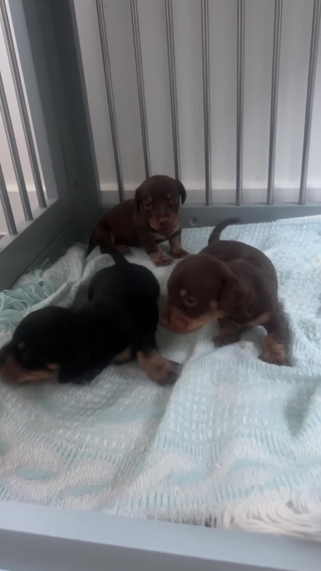 Miniature Dachshund dogs for sale: 4x male full kc minature smooth haired  in Bristol - Video 2