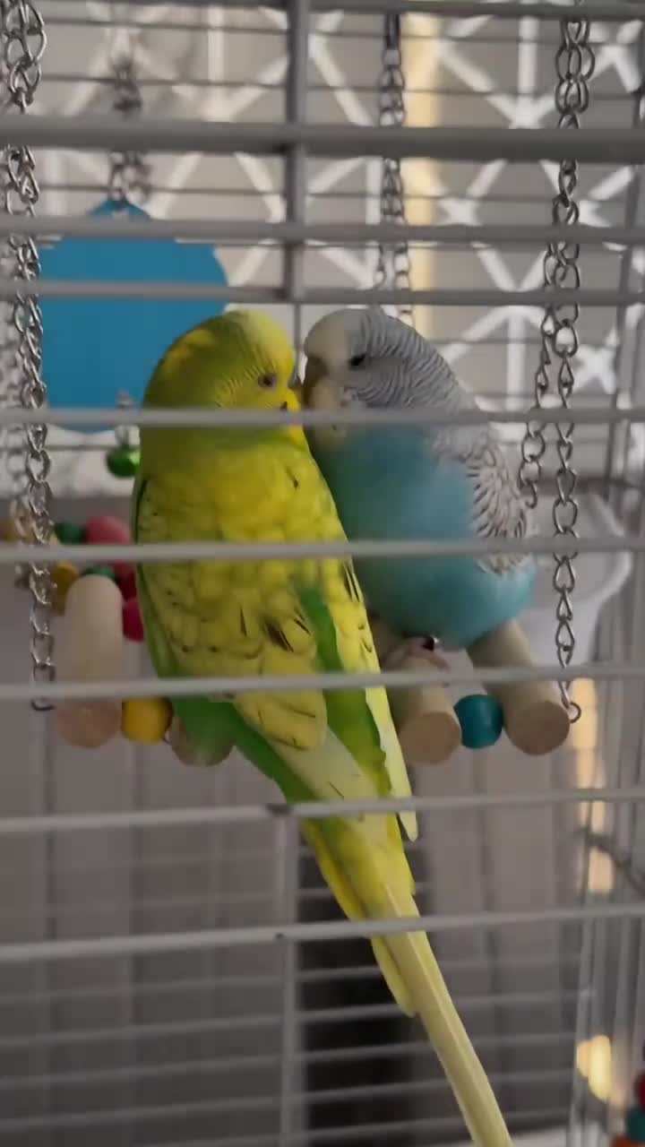 Budgerigars birds for sale: Kiwi and Sky  - Video 1