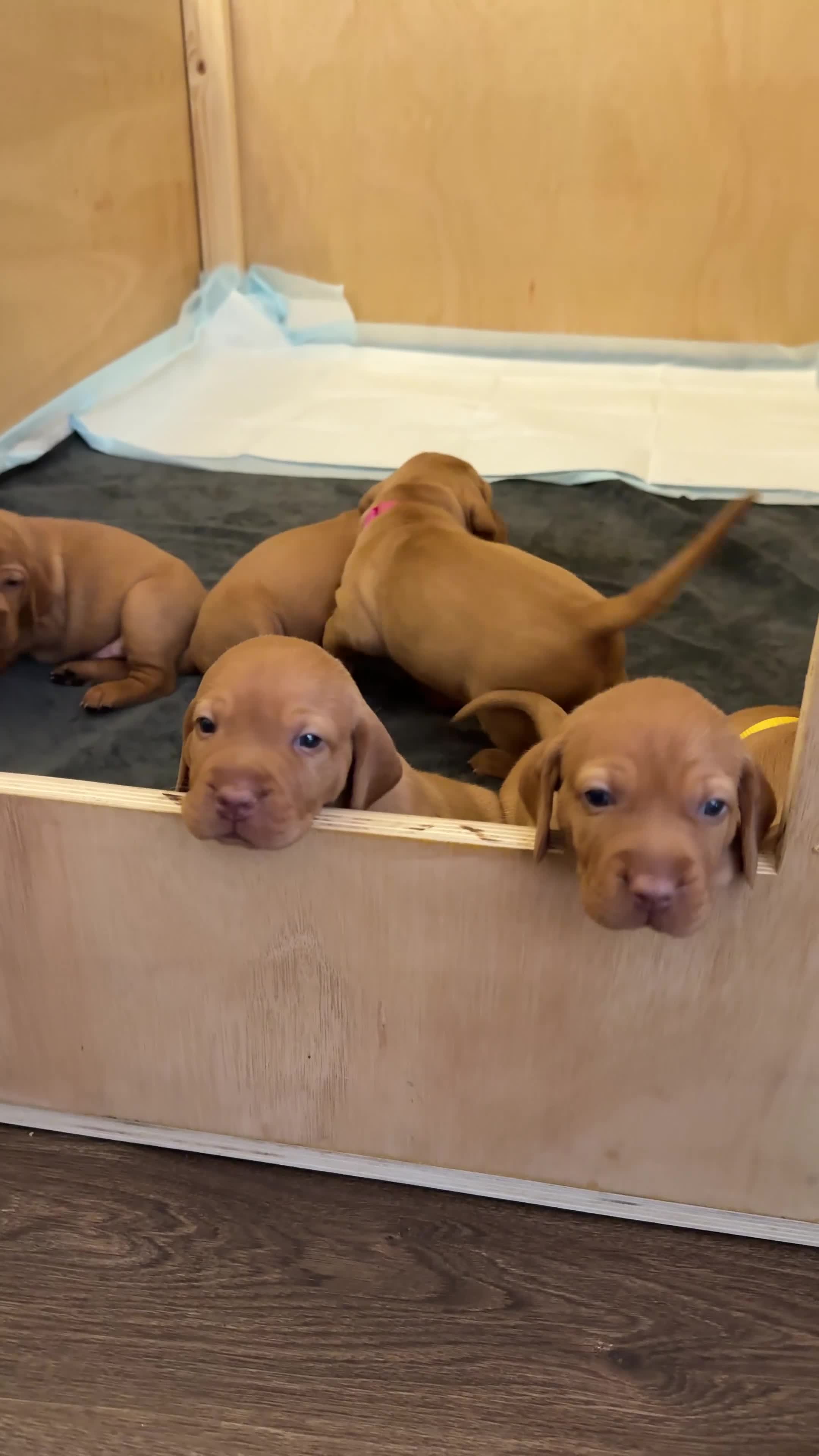 Hungarian Vizsla dogs for sale: Adorable Hungarian Vizsla Pups in Southport - Video 1