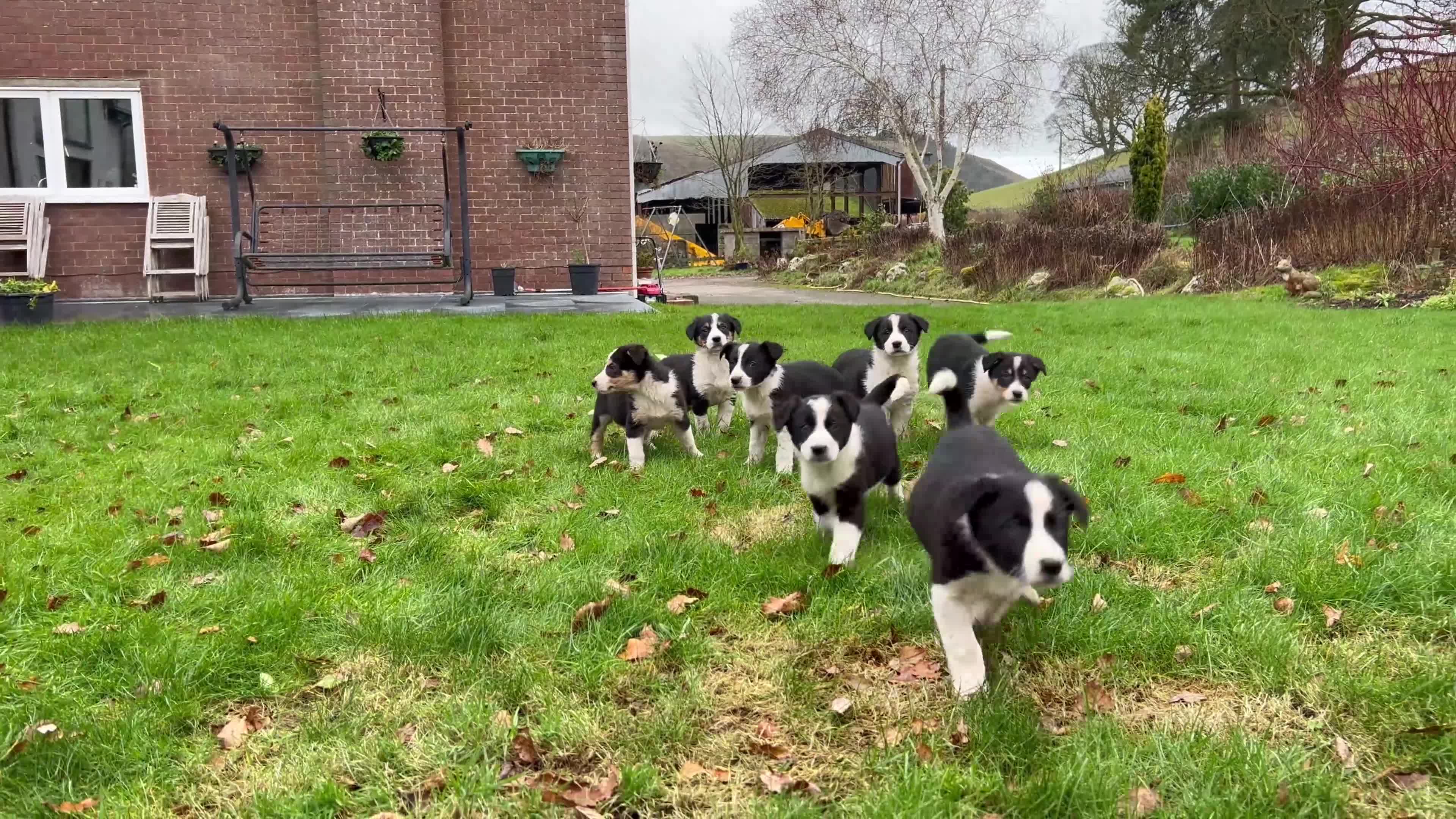 Border Collie dogs for sale: 8 Border Collie Puppies - Video 1