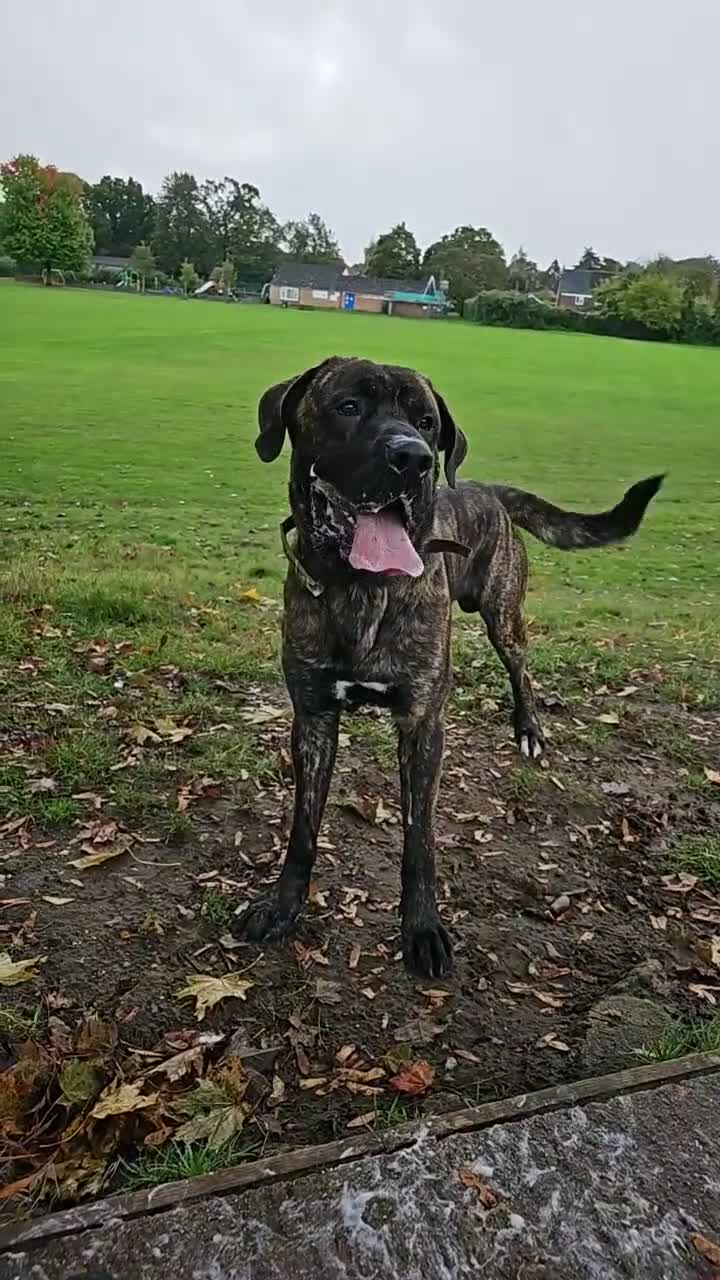 Cane Corso dogs for sale: Male Cane Corso 5 years old  in Farnborough - Video 2