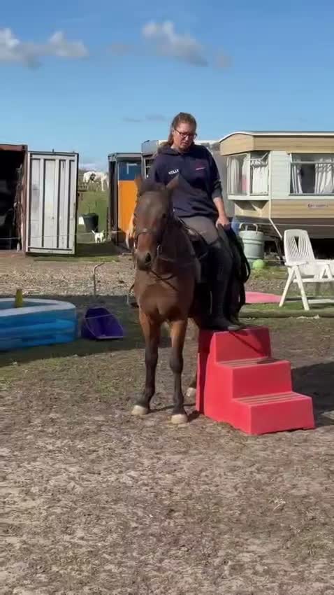 New Forest horses for sale: Beautiful Project horse - Video 4