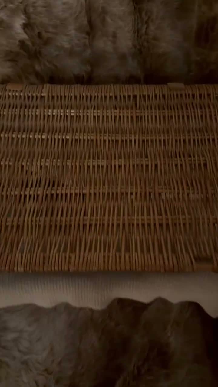 Cocker Spaniel dogs for sale: Kc Show cockers spaniel  - Video 1