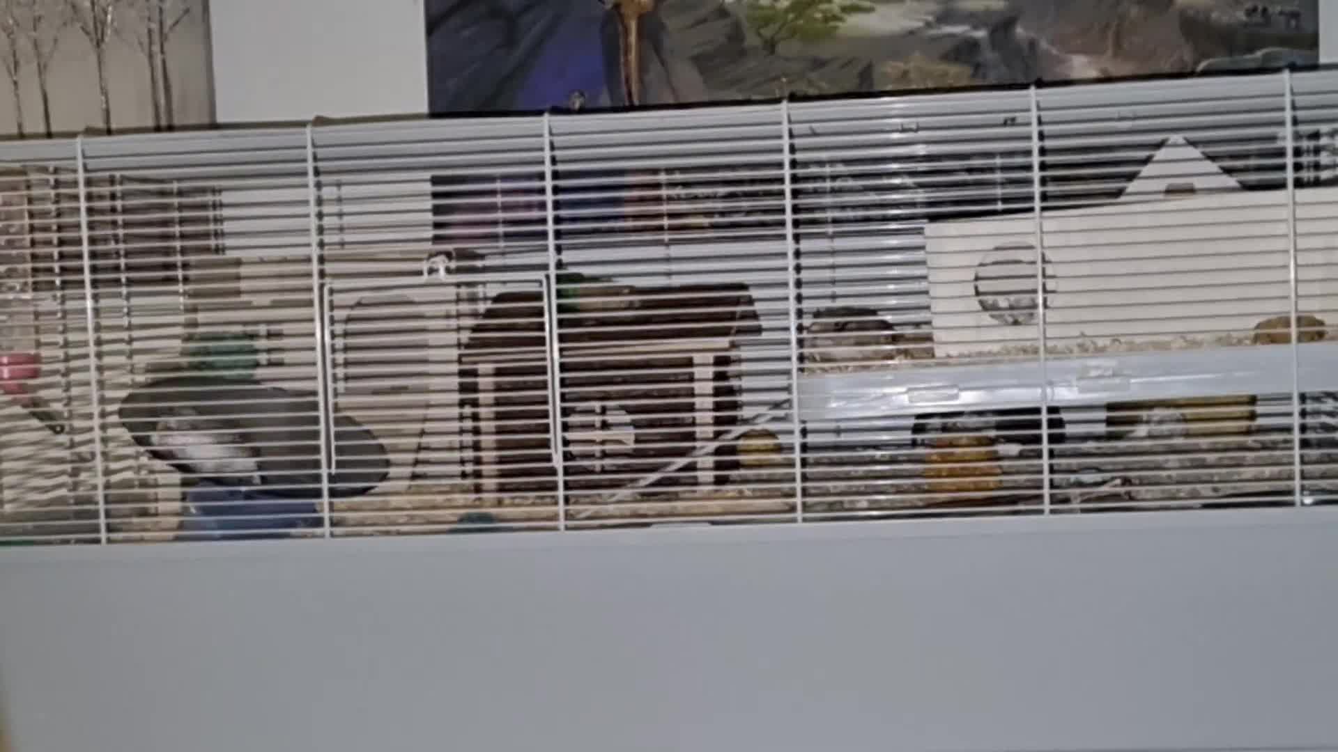 Hamster rodents for sale: 2 adorable Dwarf Hamsters  - Video 1