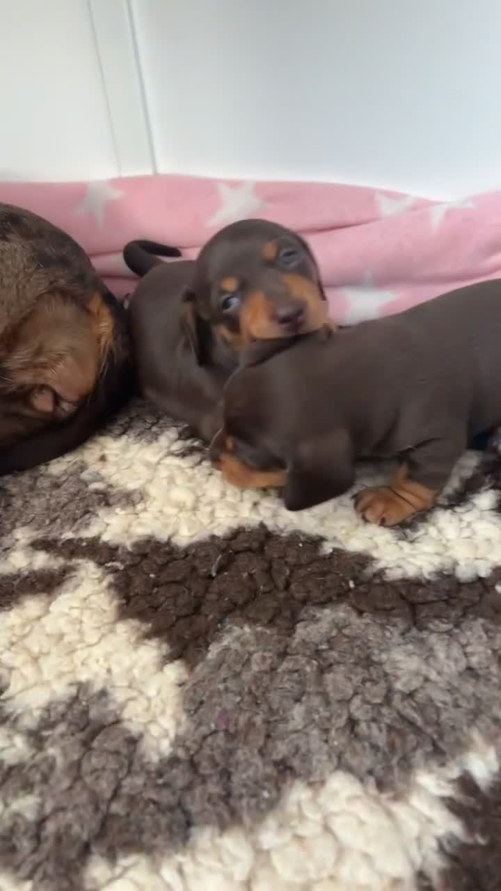 Miniature Dachshund dogs for sale: Smooth haired miniature dachshund  in Norwich - Video 1