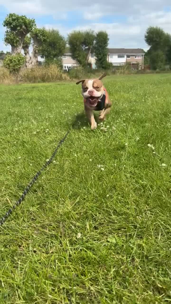 American Bully dogs for stud: Arlo 3 year old pocket bully for stud!! in Ellesmere Port - Video 1