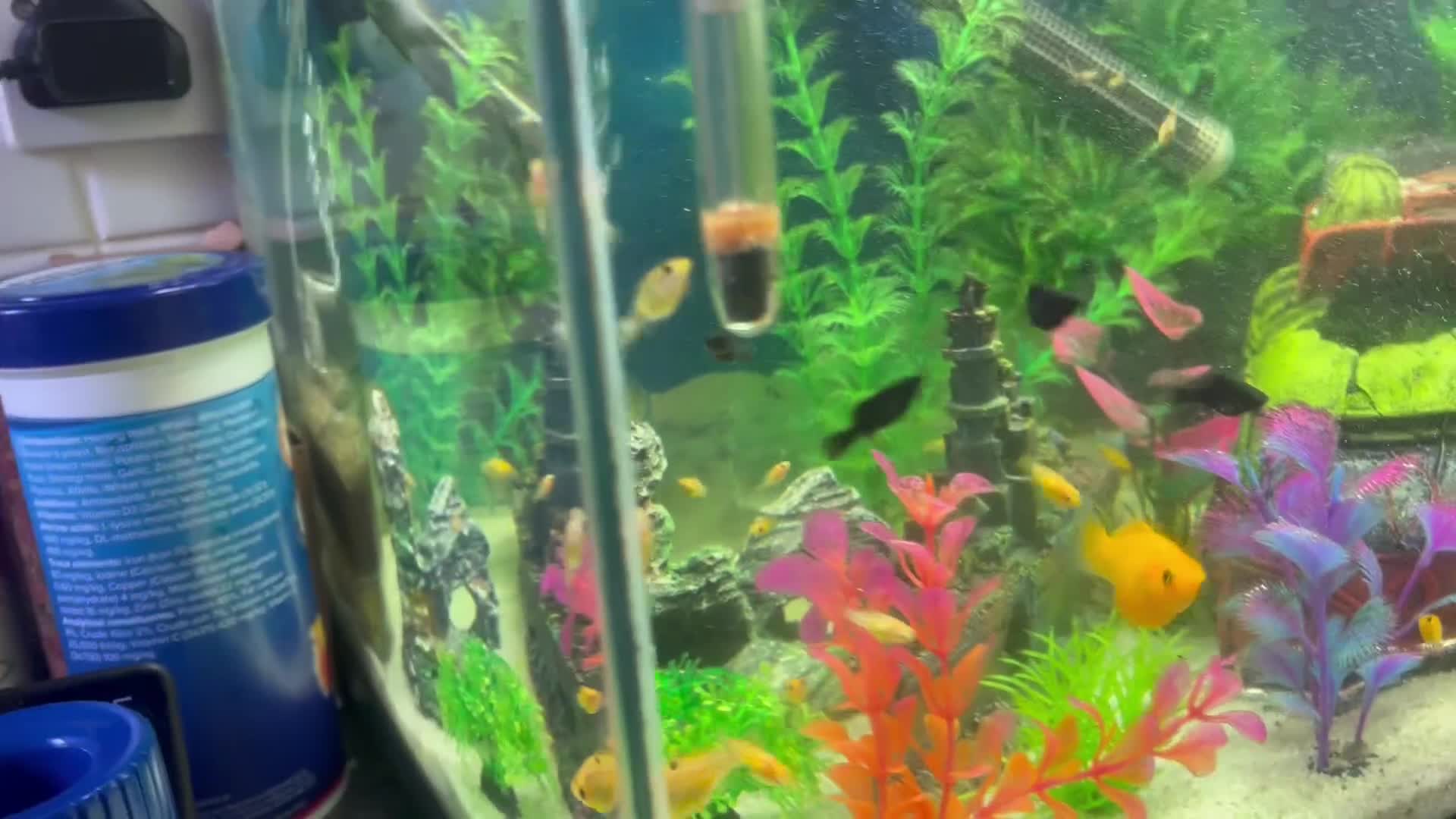 Mollies fish for sale: Baby mollies - Video 2