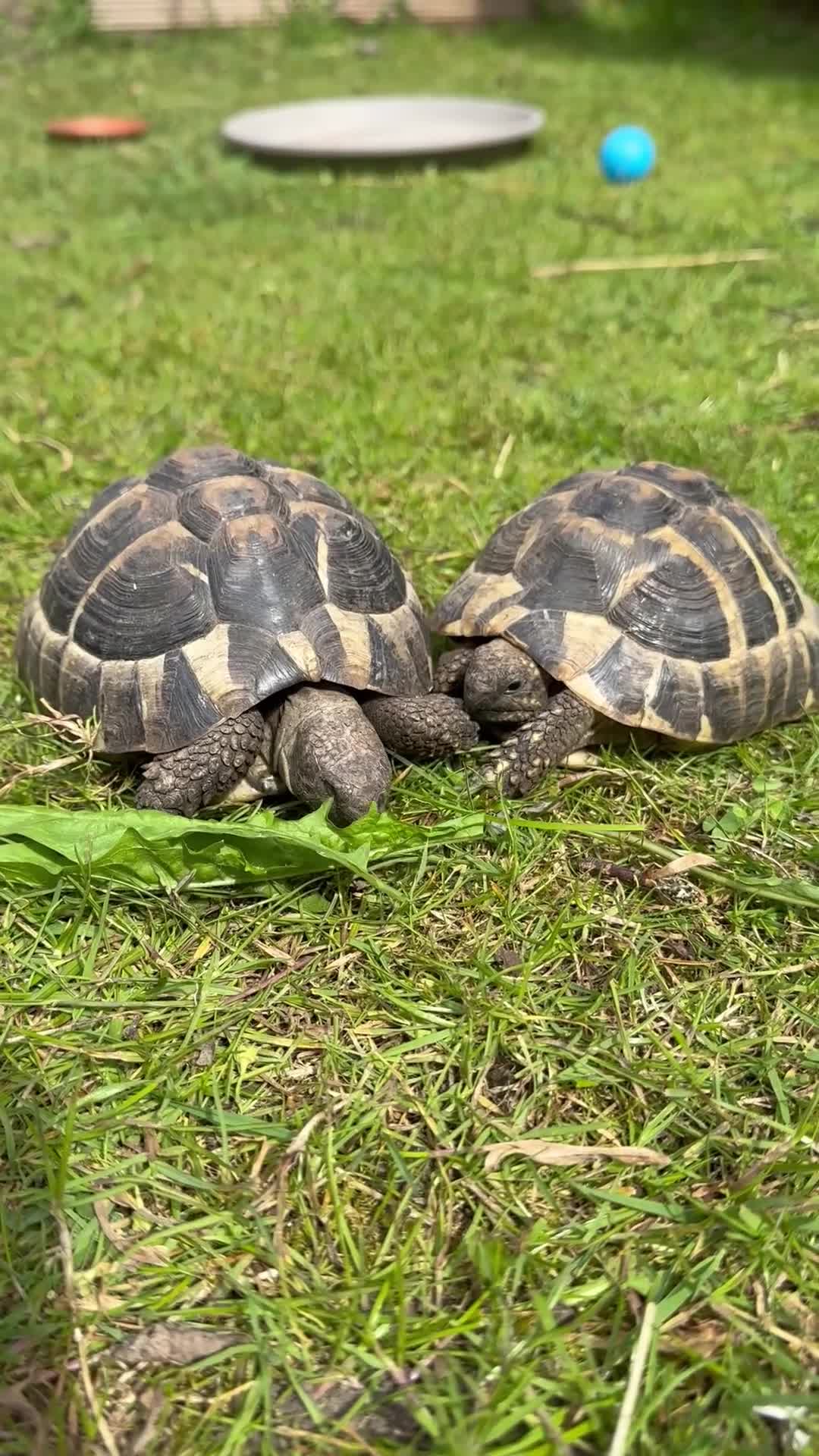 Tortoise reptiles for sale: Two hermans - Video 1