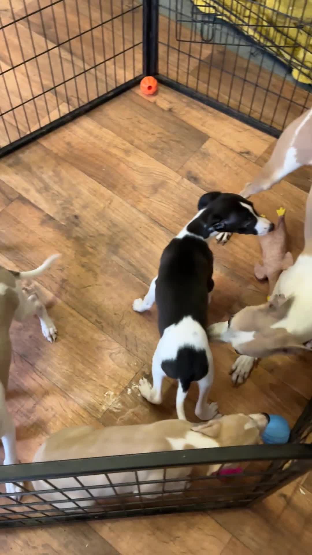Whippet dogs for sale: Whippet in Doncaster - Video 1