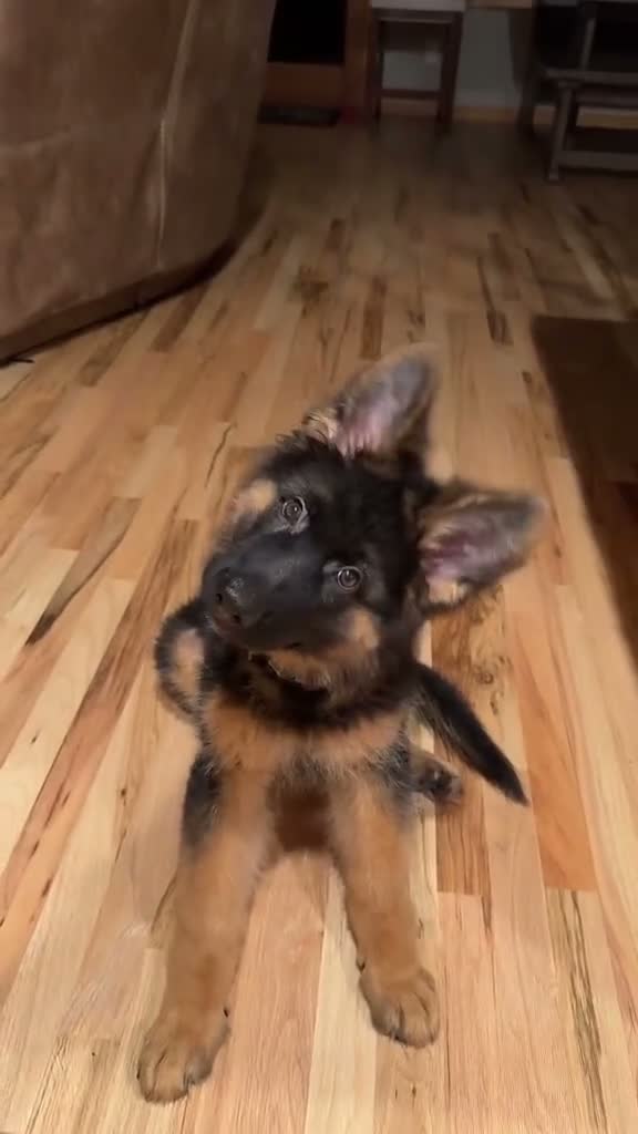 German Shepherd dogs for sale: Five lovely German shepherd puppies ready now  in Bath - Video 1