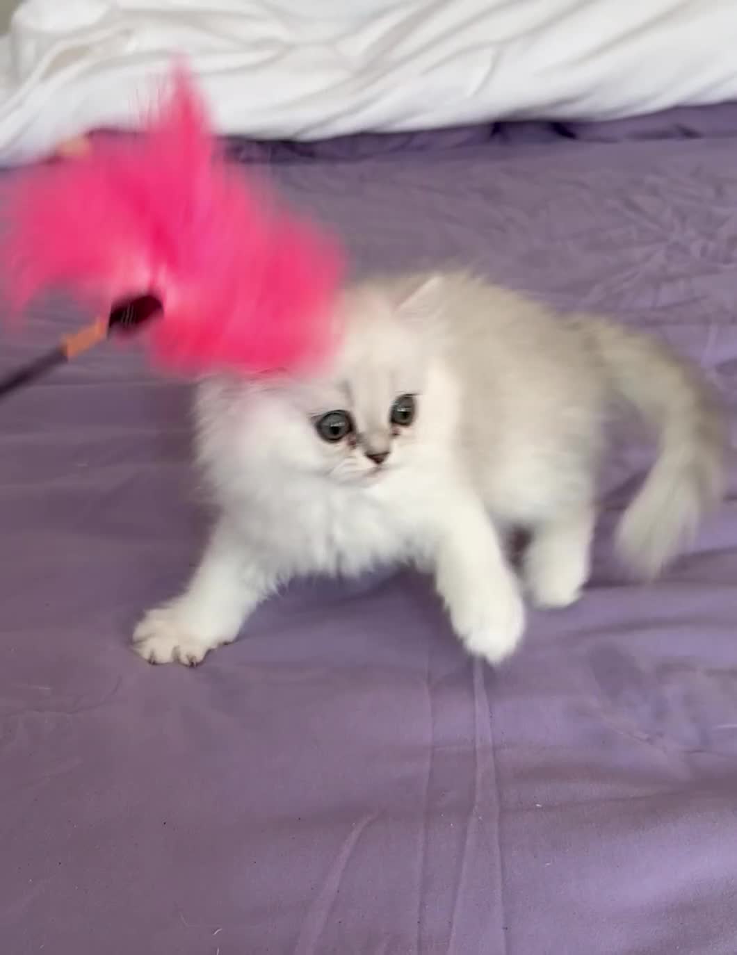 Persian cats for sale: GCCF Registered Persian Kittens Available - Video 2