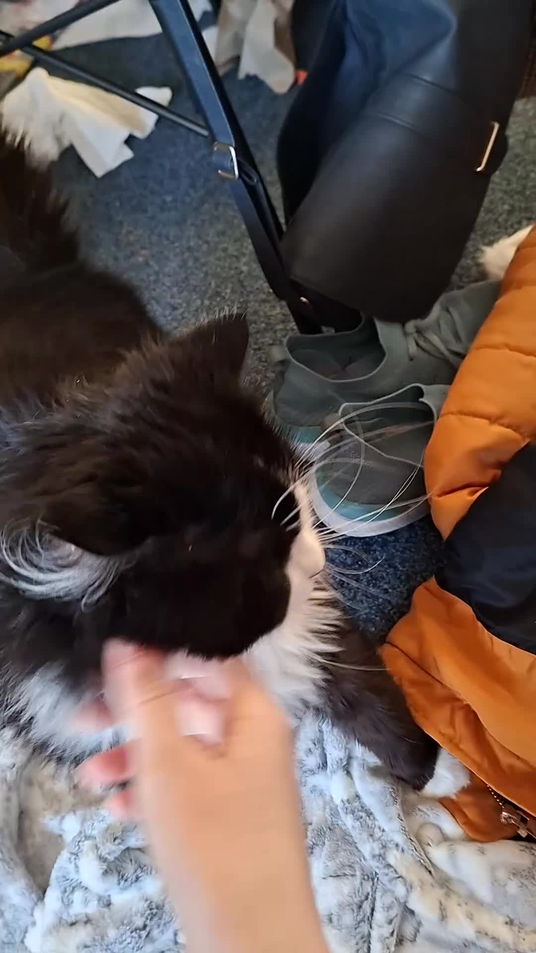 Mixed Breed cats for sale: Shadow - Video 2