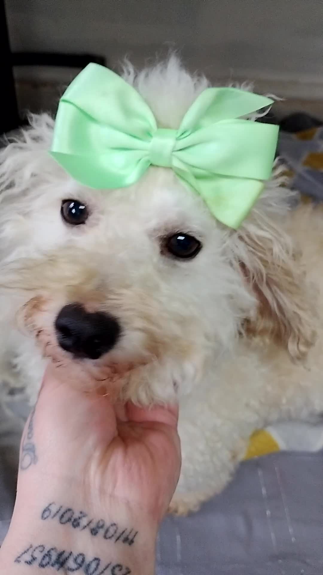 Miniature Poodle dogs for sale: Beautiful miniature poodles  - Video 2