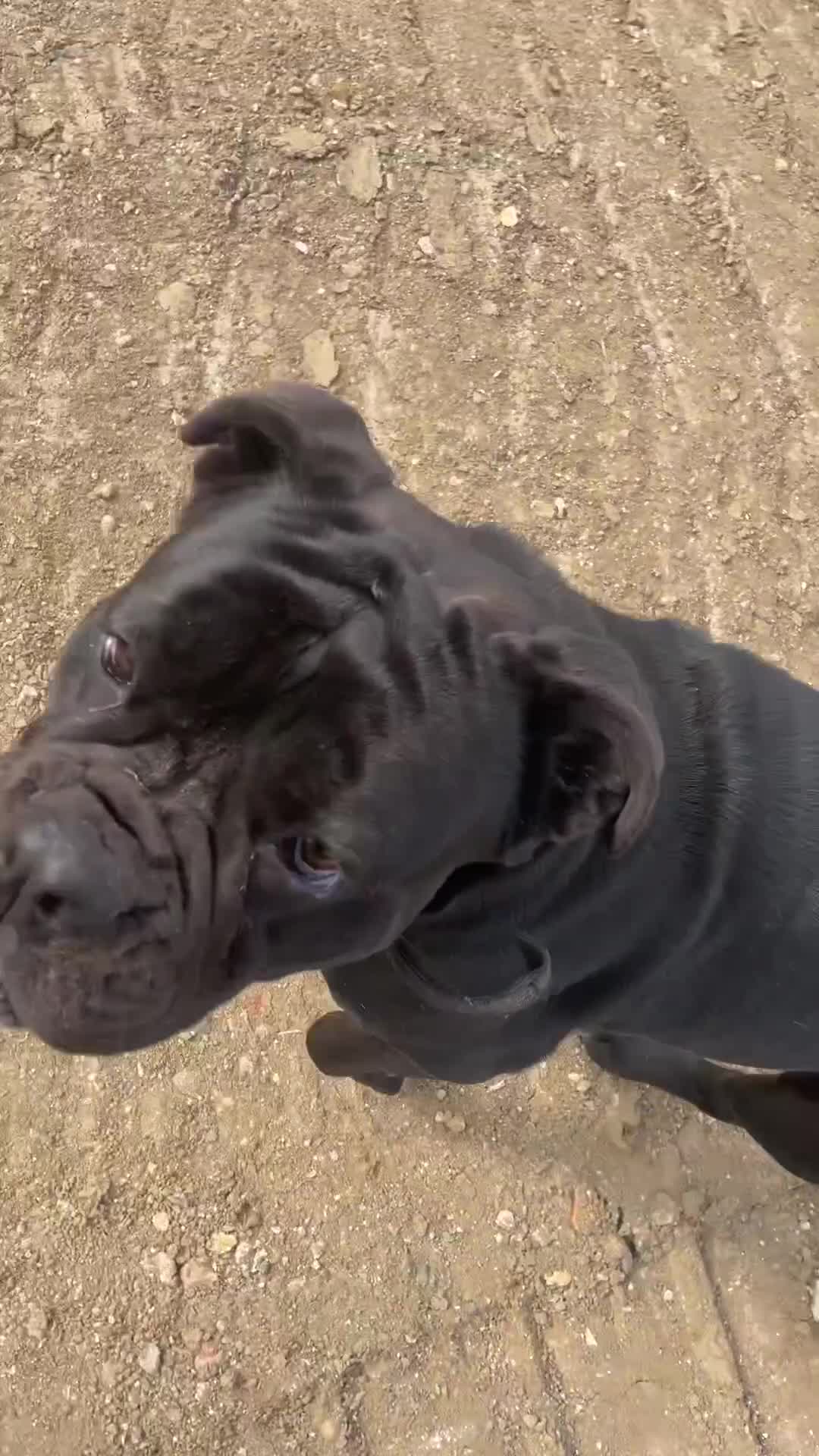 Mixed Breed dogs for sale: Bleu looking for new home - Video 2